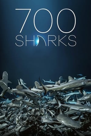 700 Sharks watch 700 Sharks