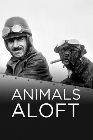 Animals Aloft watch Animals Aloft