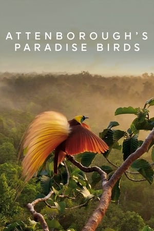Attenborough's Paradise Birds watch Attenborough's Paradise Birds