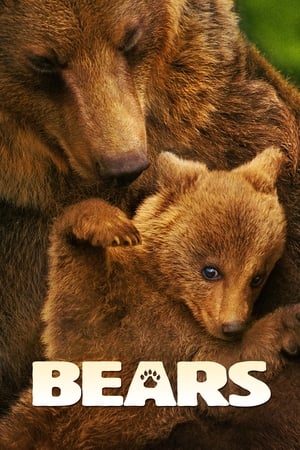 Bears watch Bears