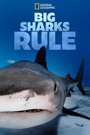 Big Sharks Rule watch Big Sharks Rule