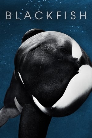 Blackfish watch Blackfish