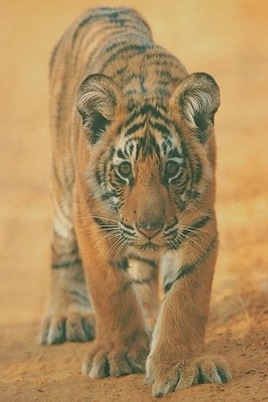 Broken Tail watch Broken Tail