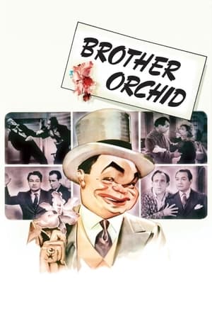 watch Brother Orchid