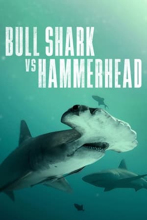 Bull Shark vs. Hammerhead watch Bull Shark vs. Hammerhead