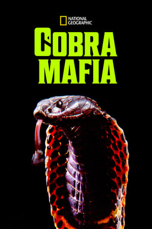 Cobra Mafia watch Cobra Mafia