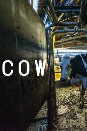 Cow watch Cow