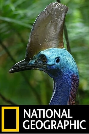 watch Dino Bird