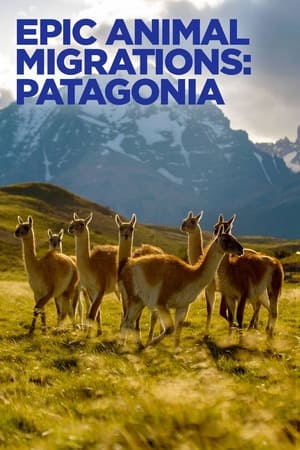 Epic Animal Migrations: Patagonia watch Epic Animal Migrations: Patagonia