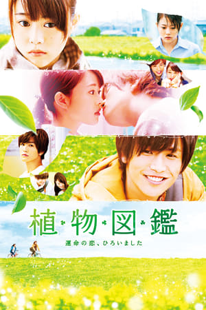 Evergreen Love watch Evergreen Love