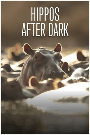 Hippos after Dark watch Hippos after Dark