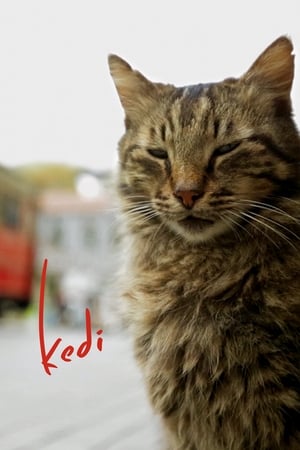 watch Kedi