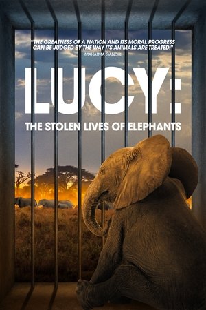 Lucy: The Stolen Lives of Elephants watch Lucy: The Stolen Lives of Elephants