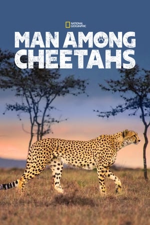 Man Among Cheetahs watch Man Among Cheetahs