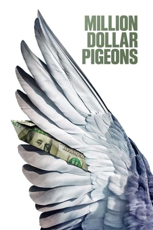 Million Dollar Pigeons watch Million Dollar Pigeons