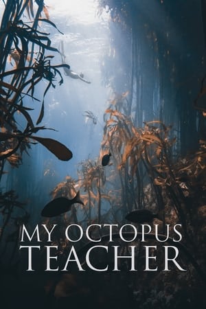 My Octopus Teacher watch My Octopus Teacher