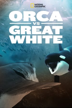 Orca Vs. Great White watch Orca Vs. Great White