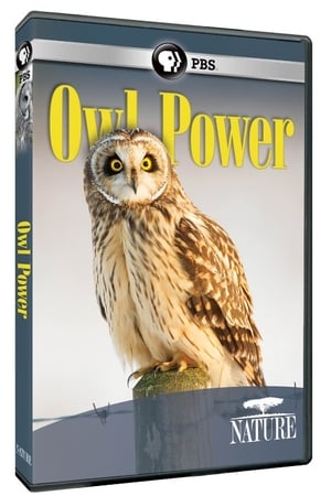 Owl Power watch Owl Power