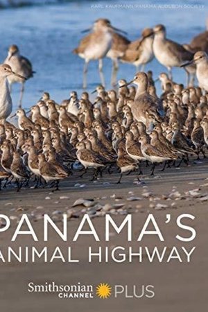 Panama's Animal Highway watch Panama's Animal Highway