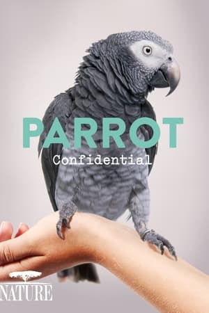 Parrot Confidential watch Parrot Confidential