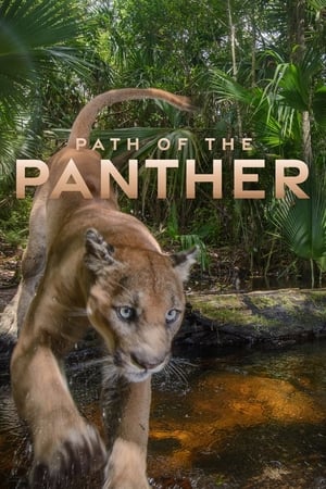 Path of the Panther watch Path of the Panther