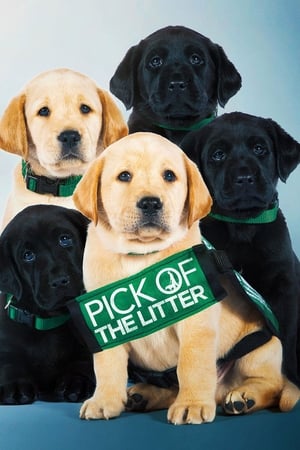 Pick of the Litter watch Pick of the Litter