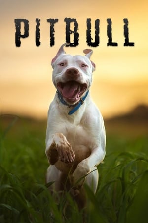 Pitbull watch Pitbull