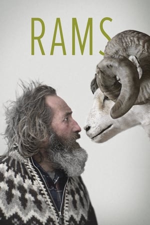 Rams watch Rams