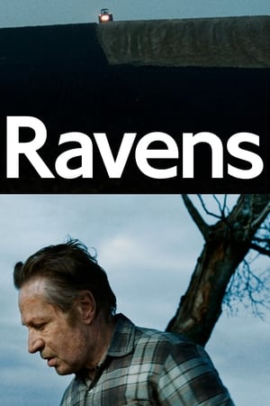 Ravens watch Ravens