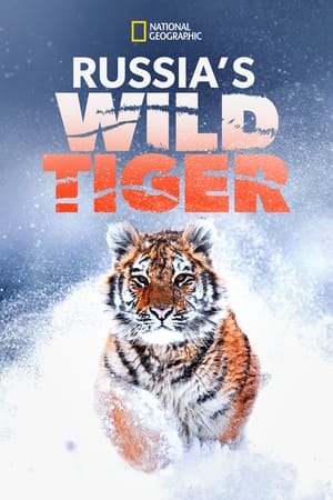 Russia's Wild Tiger watch Russia's Wild Tiger