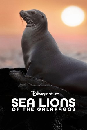 Sea Lions of the Galapagos watch Sea Lions of the Galapagos