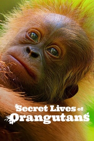 Secret Lives of Orangutans watch Secret Lives of Orangutans