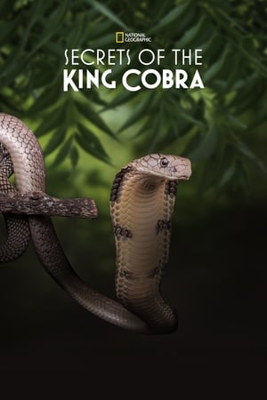 Secrets of the King Cobra watch Secrets of the King Cobra