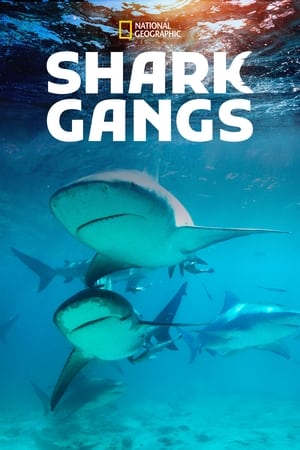 Shark Gangs watch Shark Gangs
