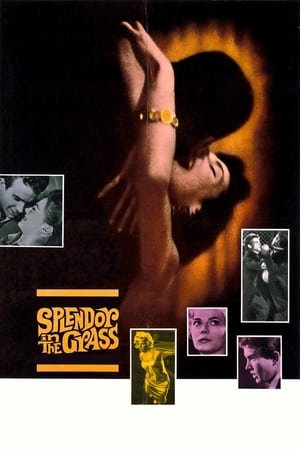 watch Splendor in the Grass