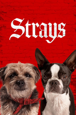 Strays watch Strays