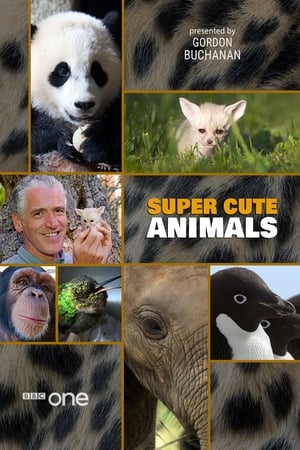 Super Cute Animals watch Super Cute Animals