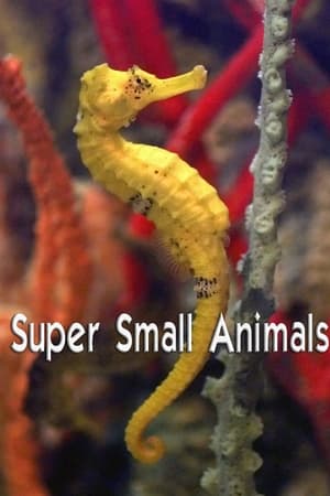 Super Small Animals watch Super Small Animals