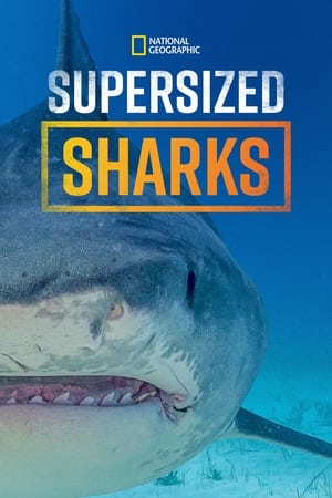 Supersized Sharks watch Supersized Sharks