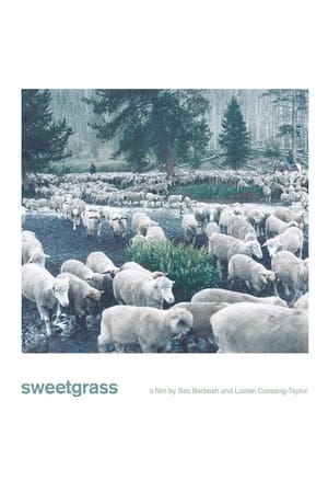 Sweetgrass watch Sweetgrass