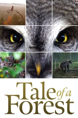 Tale of a Forest watch Tale of a Forest