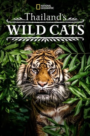 Thailand's Wild Cats watch Thailand's Wild Cats