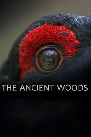 The Ancient Woods watch The Ancient Woods