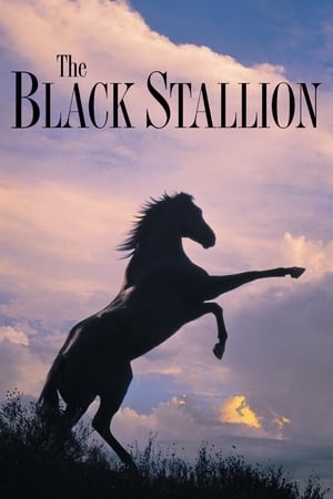 The Black Stallion watch The Black Stallion