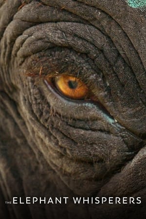 The Elephant Whisperers watch The Elephant Whisperers