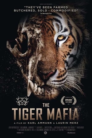 The Tiger Mafia watch The Tiger Mafia