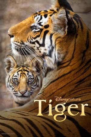 Tiger watch Tiger