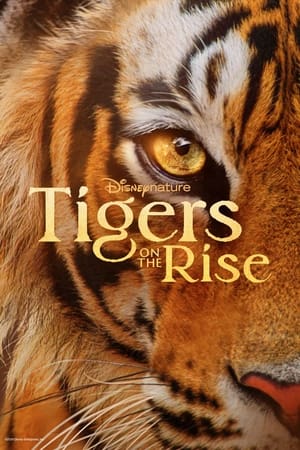 Tigers on the Rise watch Tigers on the Rise