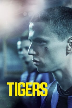Tigers watch Tigers