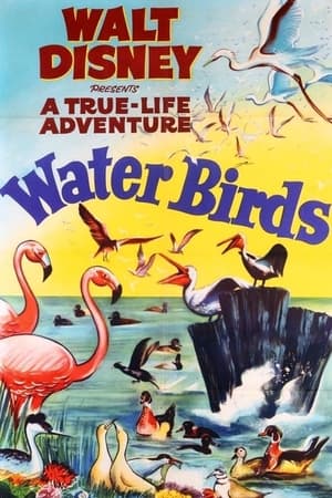 Water Birds watch Water Birds